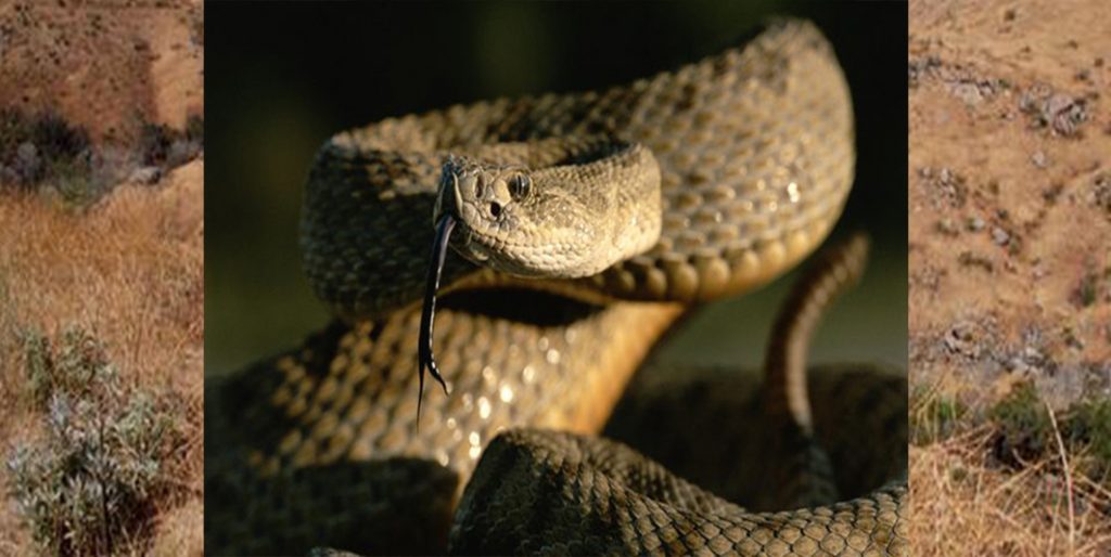 Rattlesnake-dangers-for-dogs