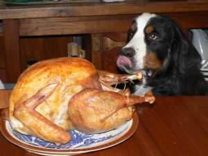 Thanksgiving tips for dog owners.