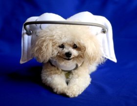 Muffin’s Halo gives blind dogs their confidence back