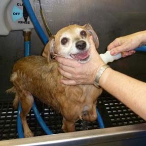 Self-Serve dog baths