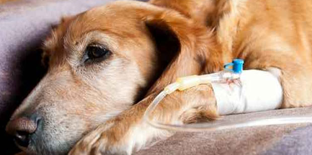 Pet first aid buys time in an emergency