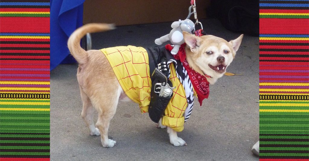 Chihuahuas for Cinco de Mayo