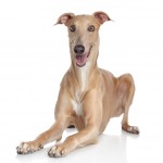 greyhound-shutterstock_133826861