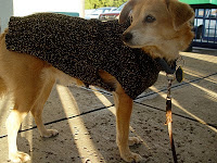Knitting dog sweaters
