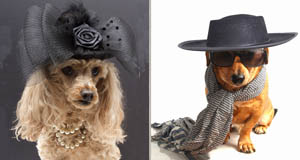 Meet our new dog fashion columnists — Vera Woof and Pierre Curden