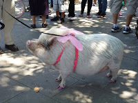 Blessing of the Animals on Olivera Street