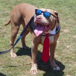 Woofstock-bully-boy-tie