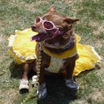 Woofstock fancy girl