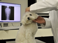 Health Advances Traded Between Humans and Dogs