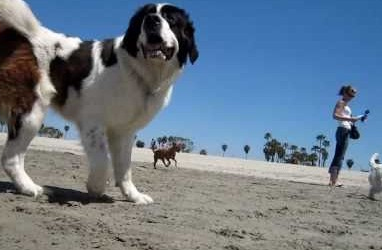 Rosie’s Off-Leash Dog Beach Offers Summer Fun