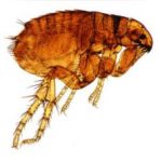 Fighting fleas