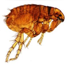Fighting fleas