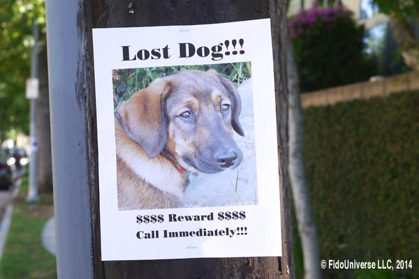 How can I find my lost dog? - Fido Universe