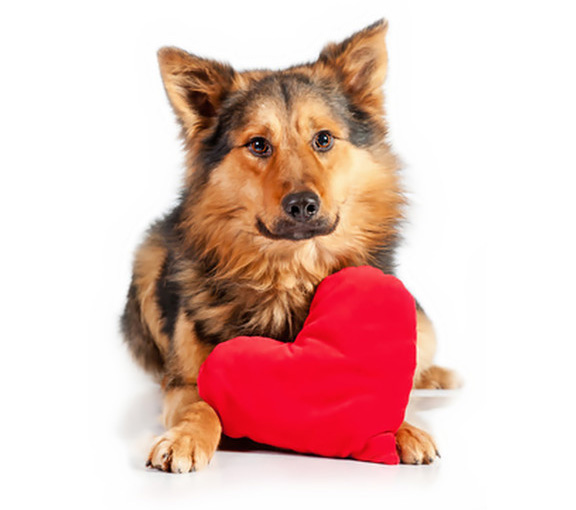 can dogs live with heart murmurs