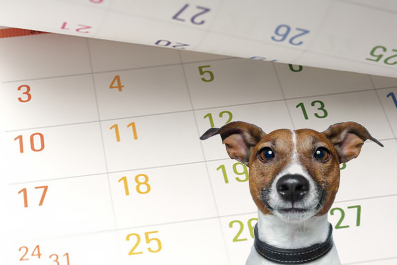 Why you need a dog calendar Fido Universe