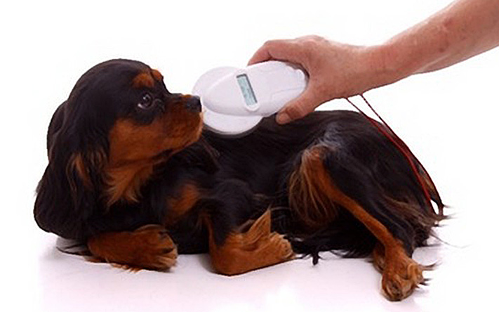 Dog microchipping