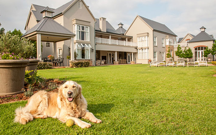 Dogs, drought and landscaping