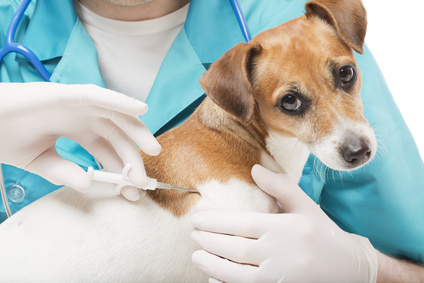 Biopsy for dogs