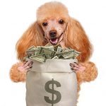 dogmoney