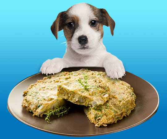 Quiche for dogs