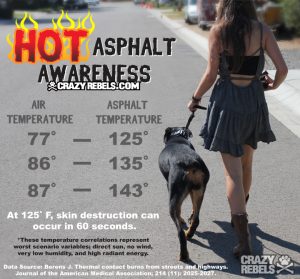 Heat and dogs on asphalt