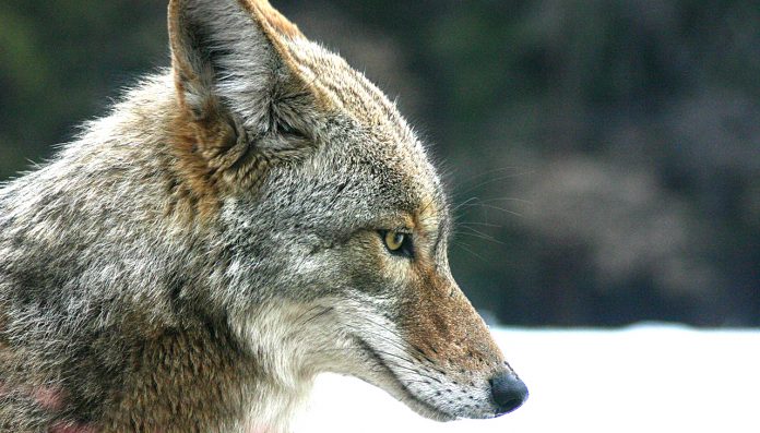 Coyotes-threaten-dogs