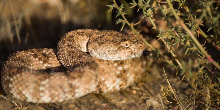 Rattlesnake-avoidance-training